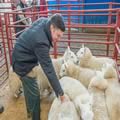 Sheep show and sale (11)